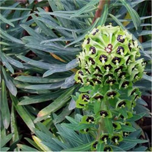 Palisaden Wolfsmilch Black Pearl - Euphorbia characias - lebende Gartenpflanze aus den Baumschulen