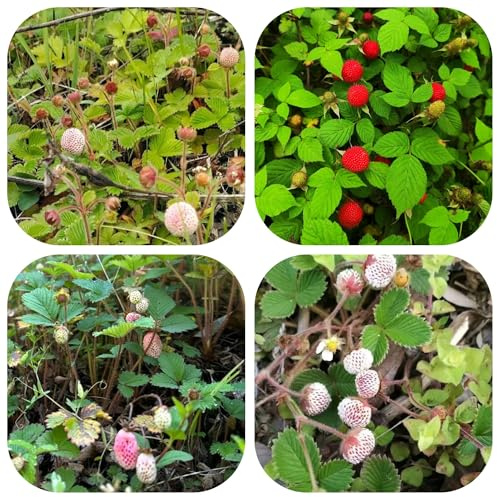 semi di fragola selvatica - resistenti da balcone giardino interno biologici 350pcs