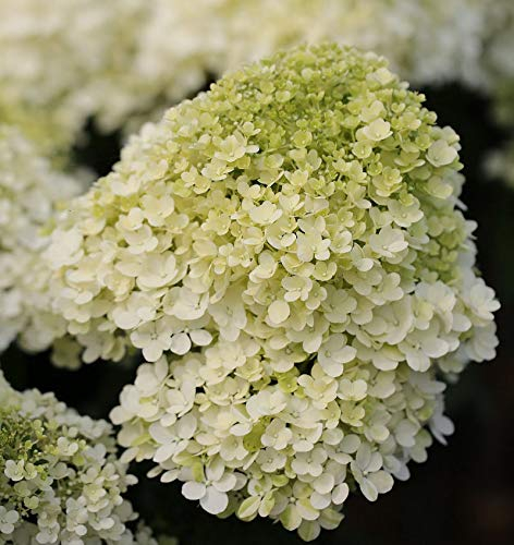 Hochstamm Rispenhortensie Bobo® 40-60cm - Hydrangea paniculata - lebende Gartenpflanze aus den Baumschulen
