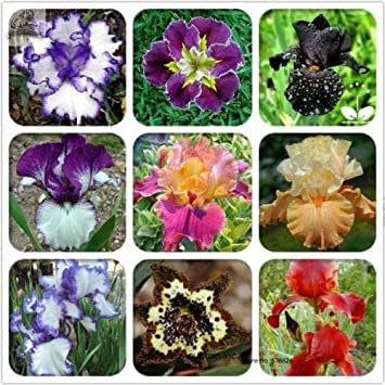 Seeds 30pcs Iris Iris Seeds, Rare Orchid Seeds, Semi HEIRLOOM TECTORUM Perenne Fiore, 11 colors to choose from, Seedss for the Garden house 9: Only Seeds