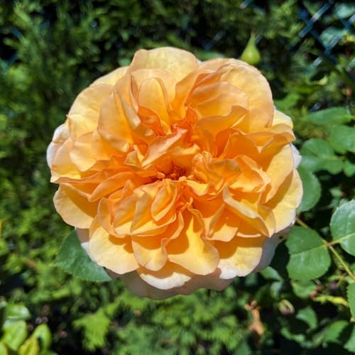 Stammrose 'Kölle's Duftsommer'®, Edelrose, Stammhöhe 60 cm, Topf 7,5 Liter