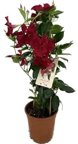Dipladenia Natural Dale un Toque de Frescura a tu Hogar