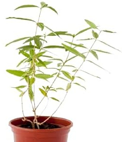 DECOALIVE Planta de Hierbaluisa Natural Planta Viva Aromática