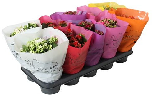 Fresh Plants Zimmerpflanzen -Set mix Kalanchoe Happines -Zimmerpflanze Topf Ø 12 cm Höhe 24cm