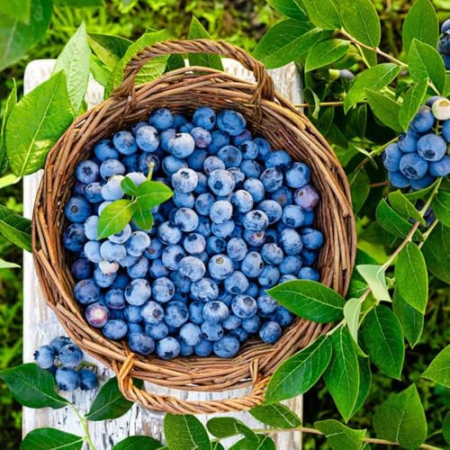 800 piezas semillas arandano - de balcón resistentes, de jardin enanos resistentes, arándanos, columnar resistente