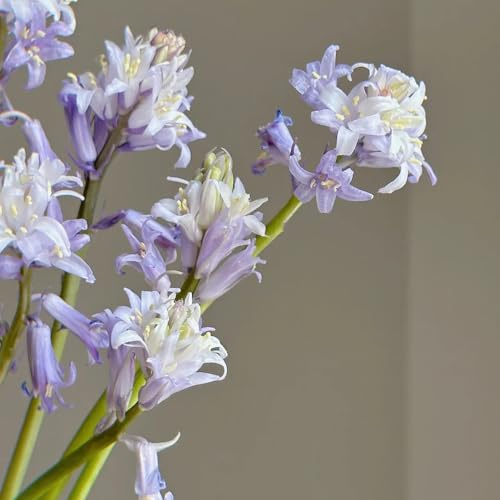 semillas de campanilla azul, para lugares soleados resistentes al aire libre de jardín de rocas resistentes ornamentales decoración 450pcs