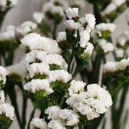 vergissmeinnicht - balkon vergissmeinnichtsamen blumensamen mehrjährig winterhart winterharte kübelpflanzen topfpflanzen 100samen