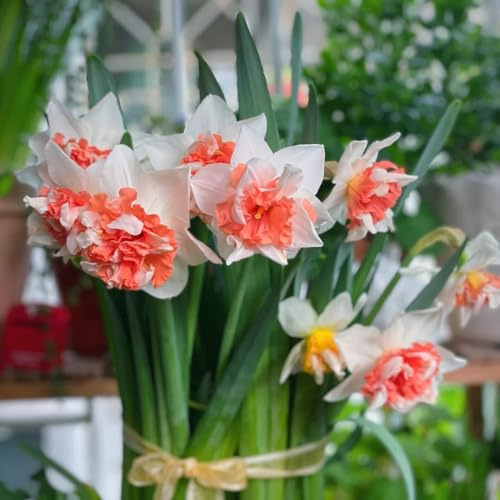narzissenzwiebeln topfpflanzen pflanzenkübel wildblumen blumenzwiebeln mehrjährig winterhart pflanztopf deko büro zimmerpflanze dekopflanzen hochbeett balkonpflanze gartenblumen 4zwiebeln