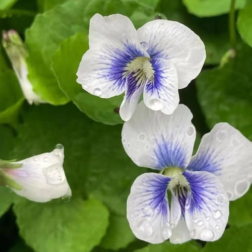 violetas dulces de cocina de jardín Viola odorata interior purificadoras aire semillas silvestres jardín resistentess 100semillas