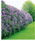 BALDUR Garten Flieder-Hecke, 1 Pflanze, Edelflieder Fliedertraum Blüten-Hecke, Sichtschutz, Syringa vulgaris, winterhart & anspruchslos, Schnittblume, blühend