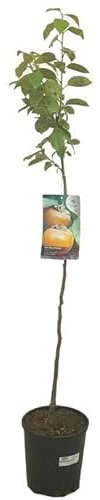 Garden Center Shop | Kaki Rojo Brillante M22 120 cm | Árbol frutal caducifolio de noviembre | Frutos grandes rojo-anaranjados dulces | Ideal para huertos urbanos y jardines mediterráneos
