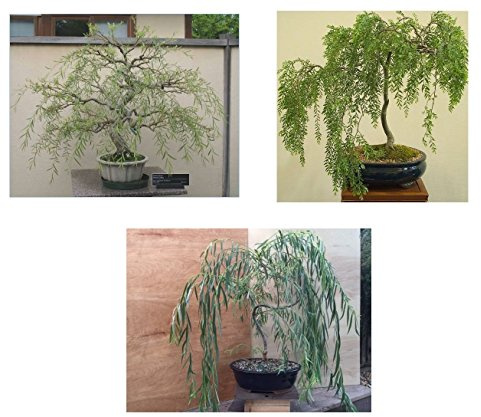 Bonsai Willow Tree Bundle - 3 Large Trunk Bonsai Tree Cuts - Get one Each Weeping, Australian, Dragon - Ready to Plant - Indoor/Outdoor Bonsai Tree's
