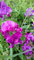 10 graines Semences - Pois de Senteur - ROSE presque ROUGE - LATHYRUS LATIFOLIUS - 117