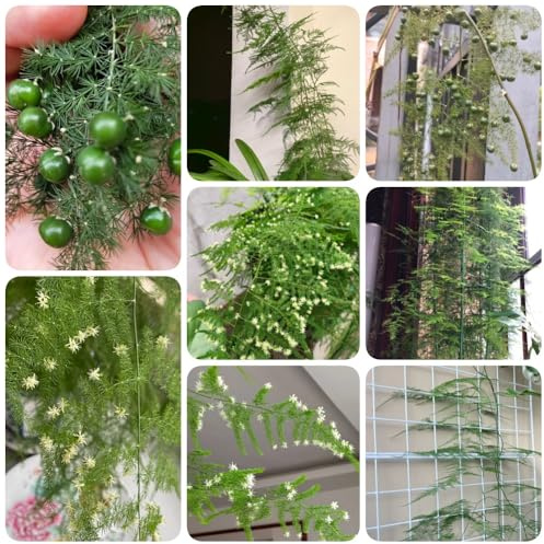 Asparagus Fern, immergrüne Asparagus Setaceus, balkongewächshäuser topfpflanzen draußen winterhart spargelfarn alte sorten wohnzimmer deko 85Samen