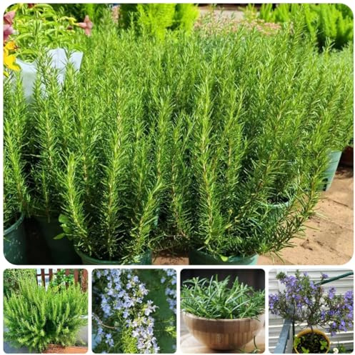 semillas de romero vegetales romero Semillas de hortalizas y medicinales balcón exóticas balcones elevados Variedades hortalizas tradicionales, 500Semillas