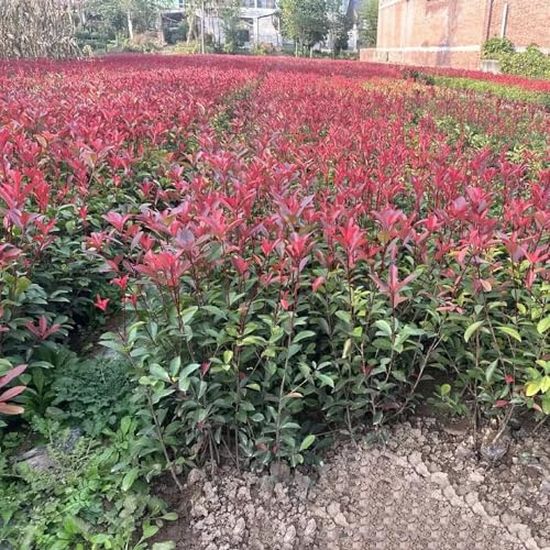 semillas de photinia Red Robin - interior rara Decoraciones 100pcs
