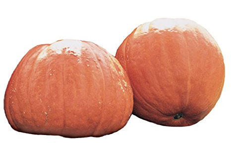 Burpee Atlantic Giant Pumpkin Seeds 13 seeds