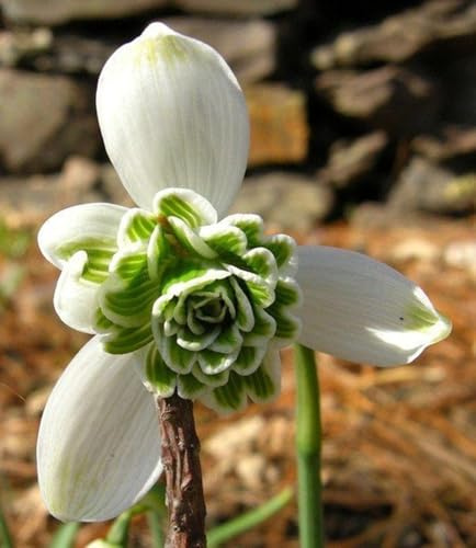 Schneeglöckchen tuber,Mysteriöse magische Glühbirne,Lebende Pflanzen,Blumenzwiebel Mix, Mehrjährige Blumenzwiebel ist winterhart, Luftreinigung-4 Schneeglöckchen zwiebeln-A