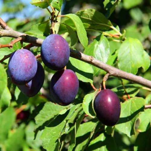 Red Plum Tree 3 Feet Tall, Hardy Plum Variety for Planting, Sweet Plum Fruit, Dormant in Winter, Bareroot