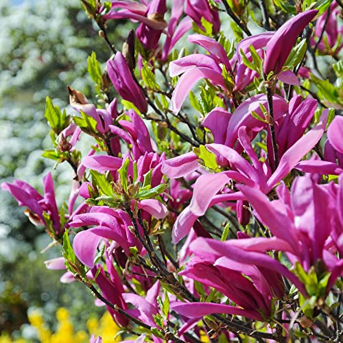 Magnolia Betty Deciduous Hardy Garden Shrub Fuchsia Pink Flowers in Plant Pot (9cm Pot, 20-30cm)