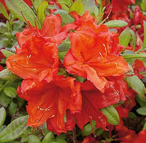 Azalee Feuerwerk 50-60cm - Rhododendron luteum - Alpenrose