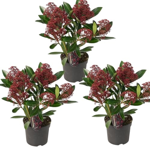 My Green Help - 3x Skimmia japonica ‘Rubella’ (Vaso Ø10,5cm, H +-25cm) – Arbusto sempreverde ornamentale, gemme rosse decorative, ideale per vasi e giardini ombreggiati