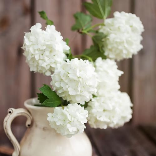 ortensia semi di esotica selvatici scalatrici selvatici di balcone primavera prato, autunno, perenne giardino bonsái semi 250pcs
