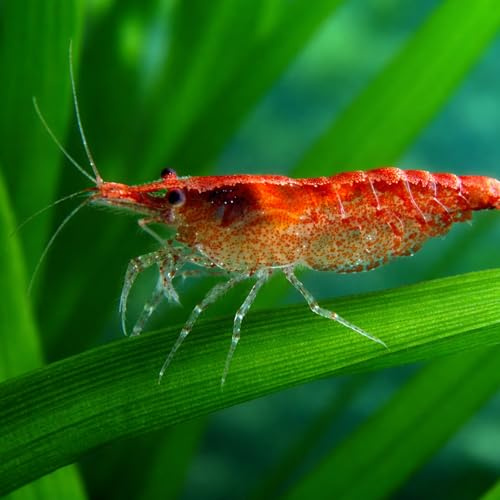 Neocaridina davidi Red Cherry – 25 Crevettes Naines Vivantes d’Aquarium– Invertébrés Eau Douce – Couleur Rouge à Rayures – Idéales Débutants – Élevage Français – Expédition Garantie