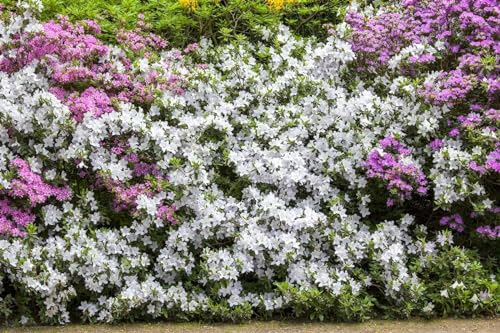 Rhododendron mucronatum 30-40 cm Zierstrauch immergrün winterhart