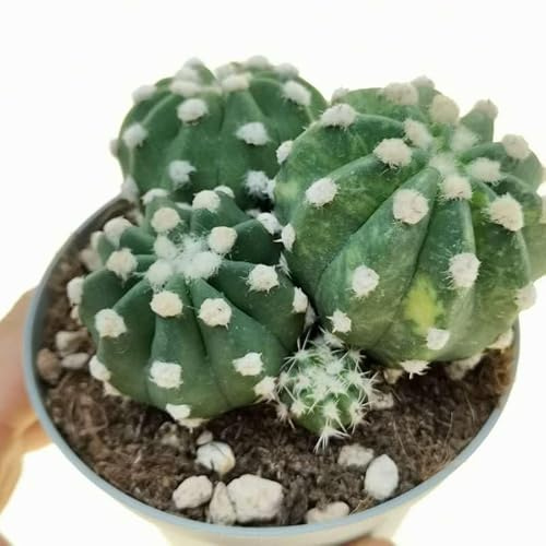 DENUDATUM Natural Cactus de Interior - Fácil de Cuidar