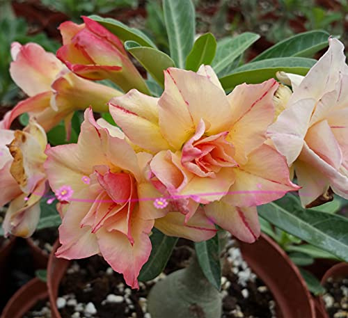 Rosa del deserto,Große Blütenpflanzen sind exquisit mit engen Blütenblättern,Inverdimento fresco e verde del cortile-2,3bulbi
