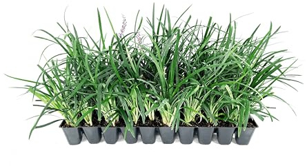 Liriope Super Blue | 10 Live Plants | Liriope muscari 'Super Blue' | Ornamental Ground Cover Plants | Shade-Tolerant Landscaping Perennial