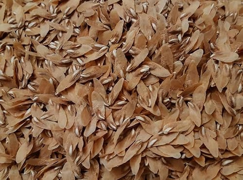 Calocedrus decurrens Seeds | Incense Cedar Tree | Aromatic Evergreen Conifer | Grow Your Own Majestic, Drought-Tolerant Tree | Wildlife-Friendly Garden Addition, 50
