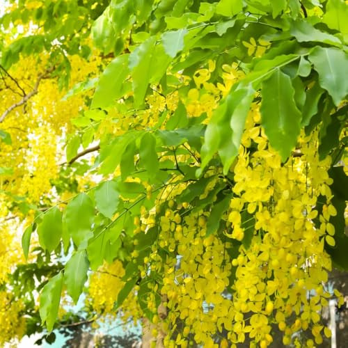 BlauregenSamen, kletterpflanzen winterhart für sonnige plätze blumensamen gastgeschenk rankpflanzen winterhart seltene 40pcs