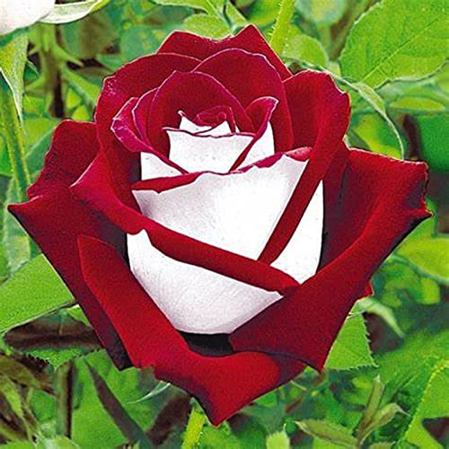 Rosen Zwiebeln, Seltene Pflanze, MehrjäHrige, Qualitätspflanzen, Lebende Pflanzen, Hausgarten, Winterhart Pflanzen, Blumenzwiebel Mix, MysteriöSe Magische GlüHbirne, 2zwiebeln-A
