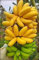 Semi di banana 20 pezzi per la coltivazione di semi gialli