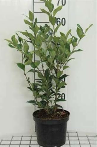 Ligustrum jap. 'Green Century' - Troène 40-50 cm en pot
