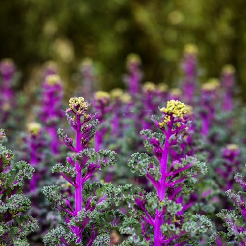 grünkohl pflanzensamen gemüsesamen alte sorten dekopflanzen gemüsebeet gartenpflanzen kräuterpflanzen heilkräuter küchenkräuter exotische zimmerpflanzen hochbeet balkon gemüsesaat 400samen