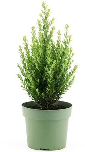 GardenersDream Ilex Crenata 'Jenny' – Plantes de Haie Persistantes, Robustes et Faciles d’Entretien – Arbustes pour Bordures et Topiaires Toute l’Année