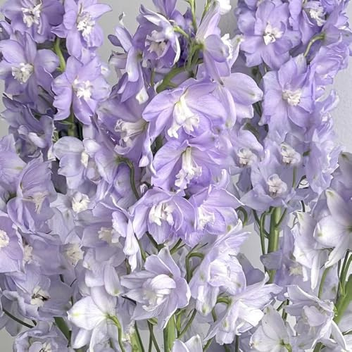 semi resistenti di delphinium decorativi, resistenti all'esterno di delphinium balcone, decorazione giardino per esterni ornamentali, decorazione 25pcs
