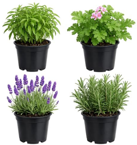 Huerto Urbano Antiinsectos de 4 Aromáticas Vivas DECOALIVE | Geranio Citronela, Albahaca Estrecha, Romero y Lavanda