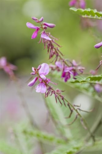 Himalaya-Indigostrauch Indigofera heterantha 30-40 cm winterhart | Sonniger Standort, lila Blueten, ideal fuer Rabatten und Beete, robust, schnittvertraeglich, insektenfreundlich
