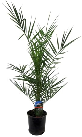 Trendyplants - Phoenix Canariensis - Rustique - Plante de jardin - Hauteur 80-100 cm - Taille du pot Ø15cm