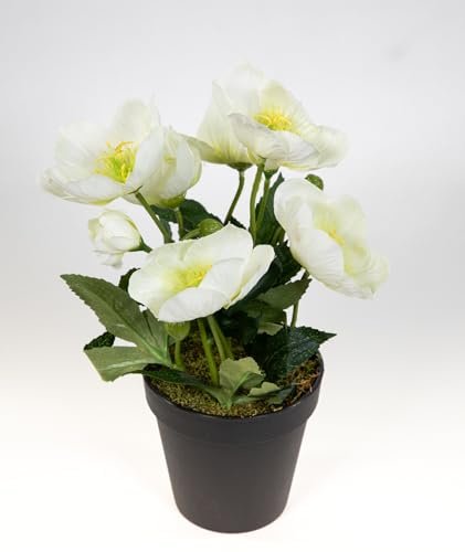 Seidenblumen Roß Christrosenbusch 26cm im Topf PM Kunstblumen künstliche Christrose Pflanzen Blumen Kunstblumen Helleborus (Weiß)