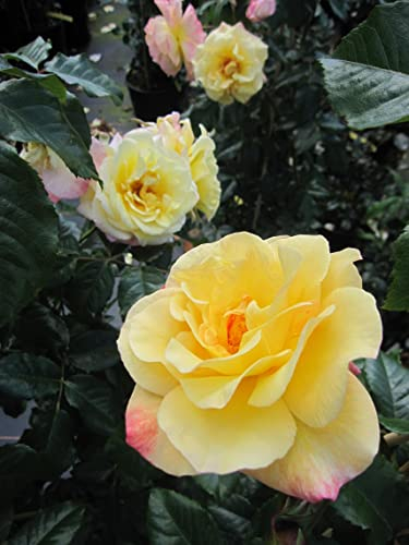 Kletterrose Moonlight® - Rosa Moonlight® - zitronengelb - Duft+ - Kordes-Rose