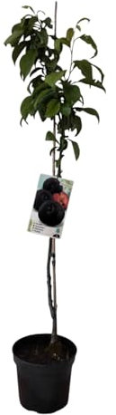 Planta natural Frutal arbol Ciruelo President injertado. Altura 80-100 cm. Árbol vigoroso que da ciruelas grandes, moradas, dulces y tardías, ideal para conserva. Segura Garden