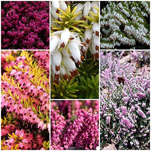 6 X Mixed Winter Heathers Colourful Flowering Winter Mix Plants