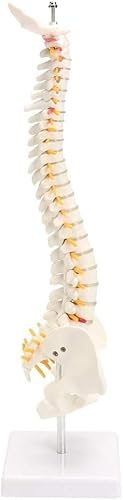 Modello anatomico umano flessibile 1:1 con curvatura lombare for adulti, modello 4D della colonna vertebrale, modello del bacino, modello medico della colonna vertebrale + supporto da 45 cm