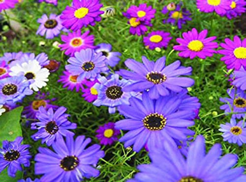 Vision4ever 4000 x Swan River Daisy Mix Seeds Brachycome Iberidifolia Annual Bedding for Planting Garden Yard Patio