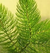 Ceratophyllum demersum, Hornwort, Coontail (8-10 Strands)